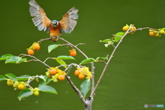 マメガキとカワセミ