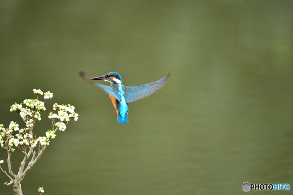 ドウタンツツジとカワセミ