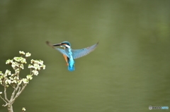 ドウタンツツジとカワセミ