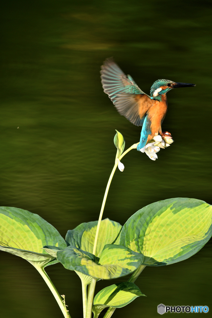 ギボシとカワセミ