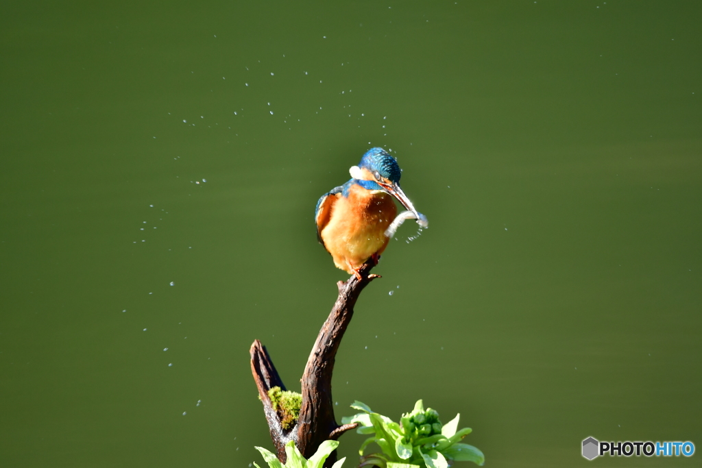 フキの薹とカワセミ