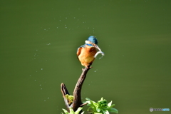 フキの薹とカワセミ