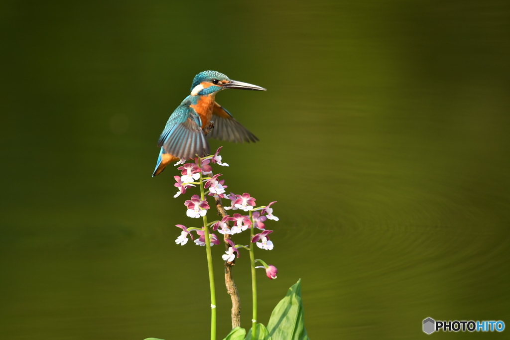 エビネとカワセミ