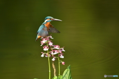 エビネとカワセミ
