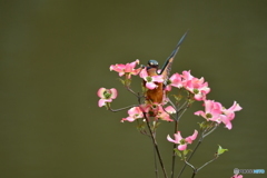 ハナミズキとカワセミ