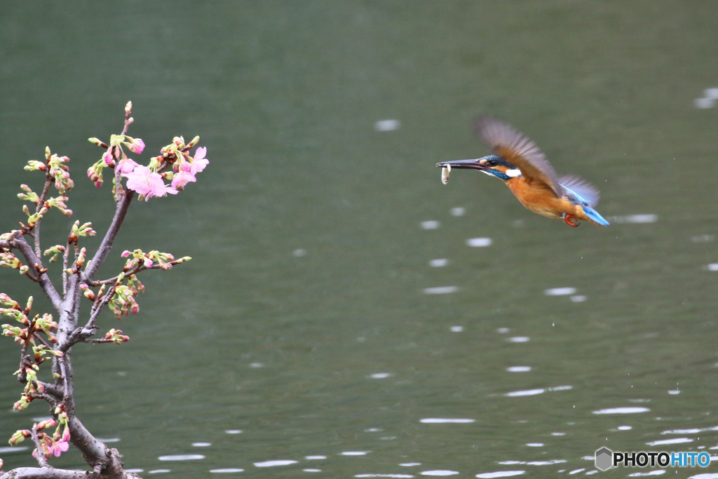 河津桜とカワセミ