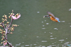 河津桜とカワセミ