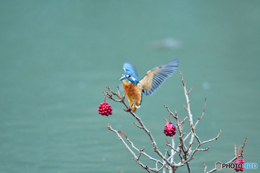 ビナンカズラとカワセミ