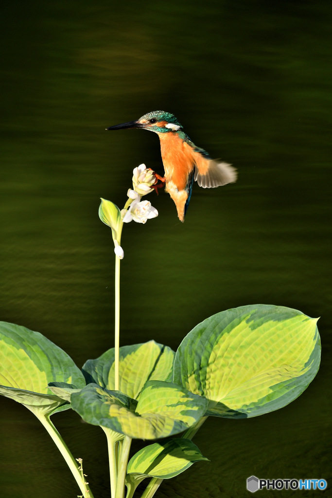 ギボシとカワセミ