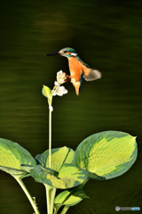 ギボシとカワセミ