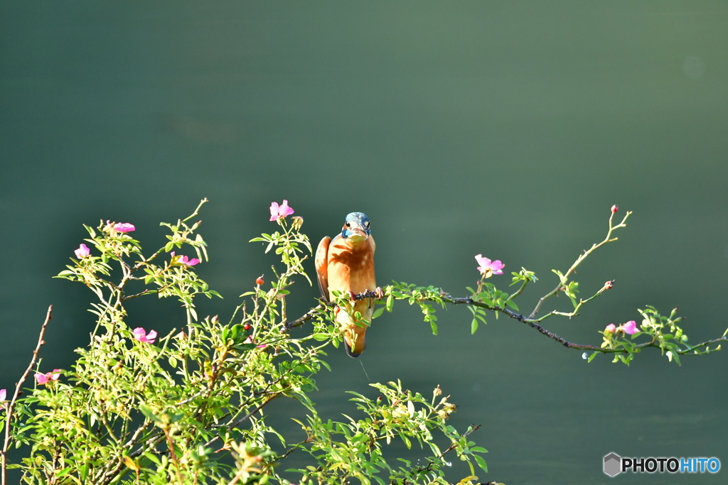 野バラとカワセミ