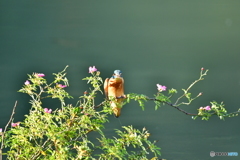 野バラとカワセミ