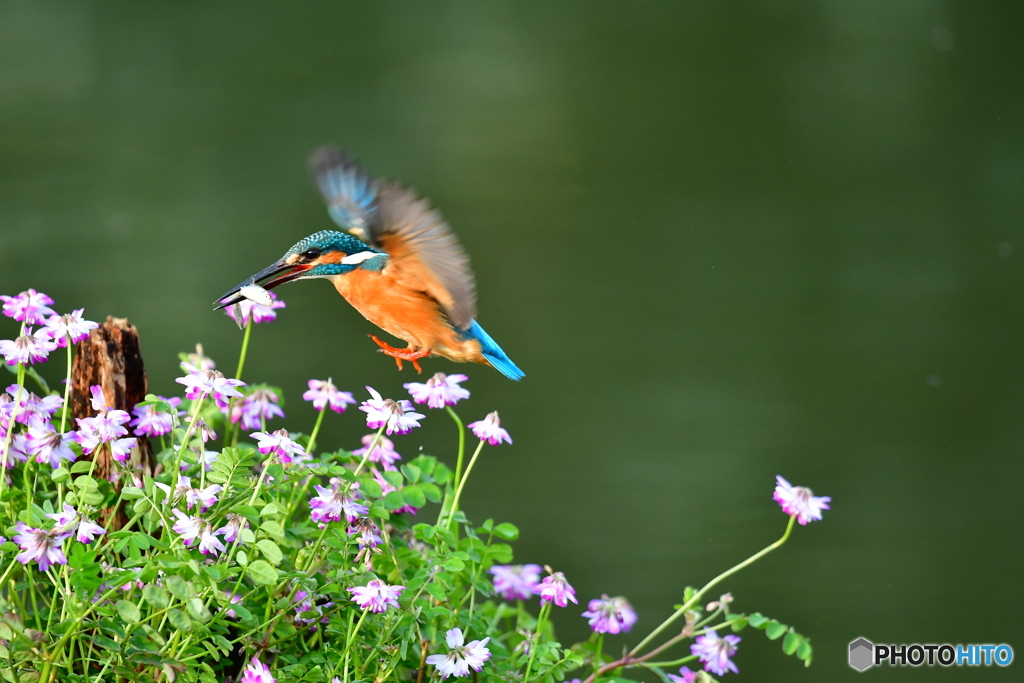 レンゲソウとカワセミ