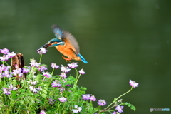 レンゲソウとカワセミ