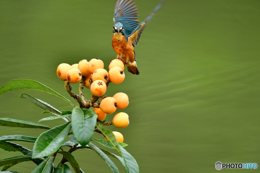 ビワとカワセミ
