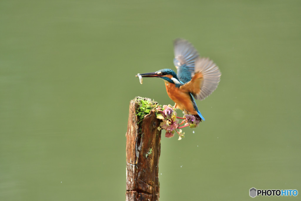 姫踊り子草とカワセミ