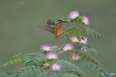 ネムノキとカワセミ