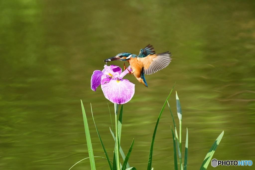 ハナショウブとカワセミ