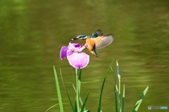 ハナショウブとカワセミ
