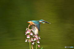 エビネとカワセミ