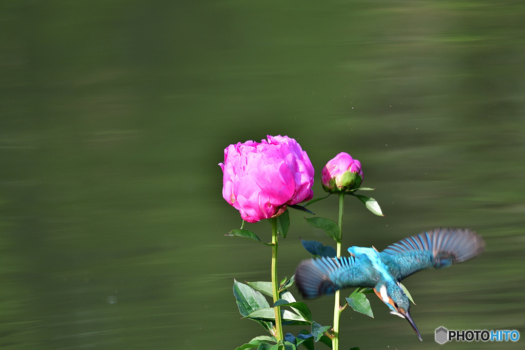 シャクヤクとカワセミ