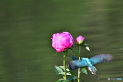 シャクヤクとカワセミ