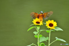 ヒマワリとカワセミ