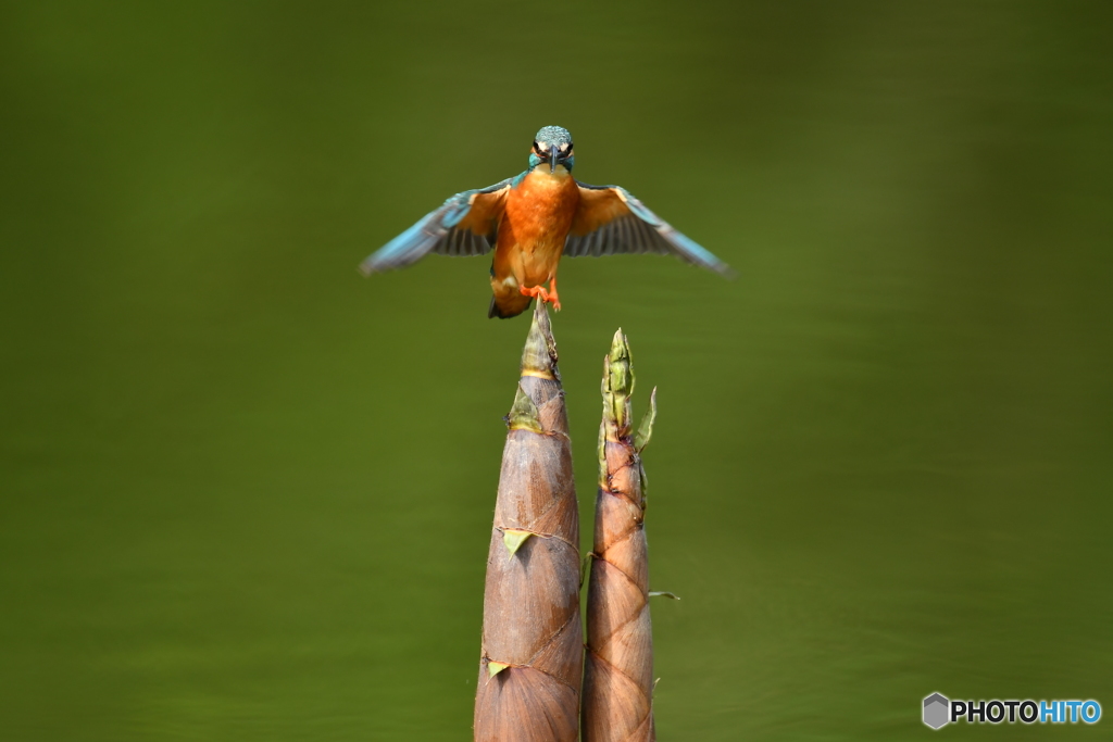 淡竹とカワセミ