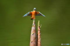 淡竹とカワセミ
