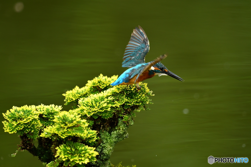 岩松とカワセミ
