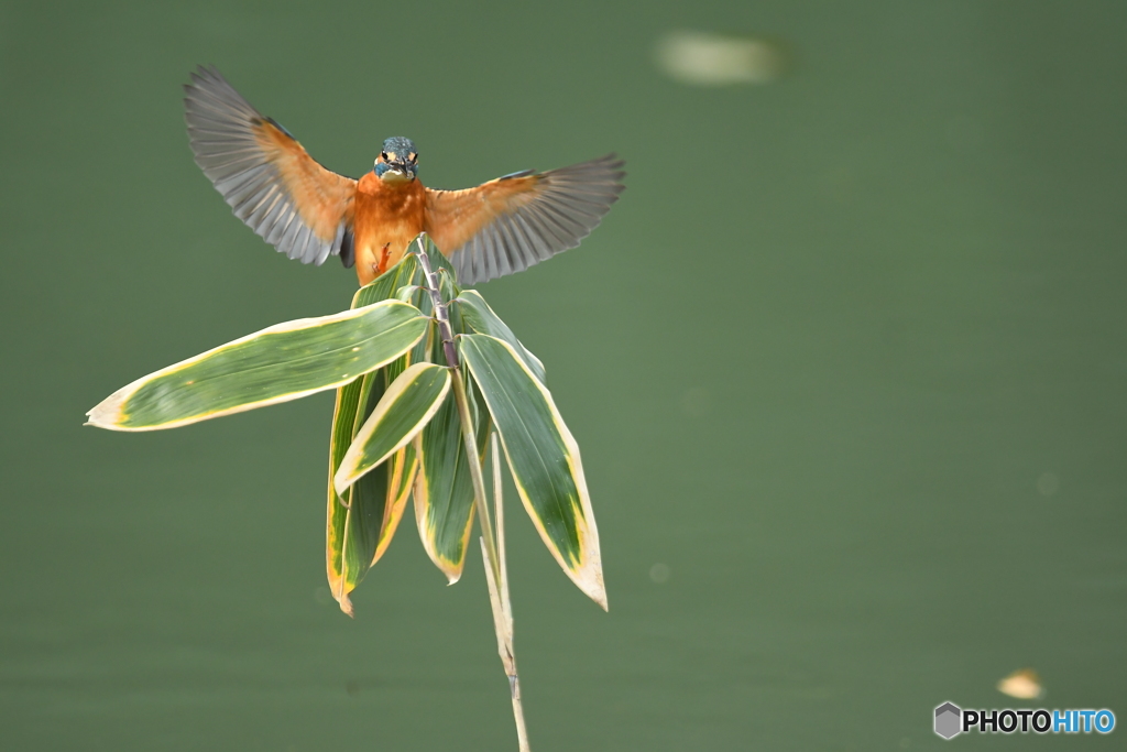 クマザサとカワセミ