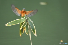 クマザサとカワセミ