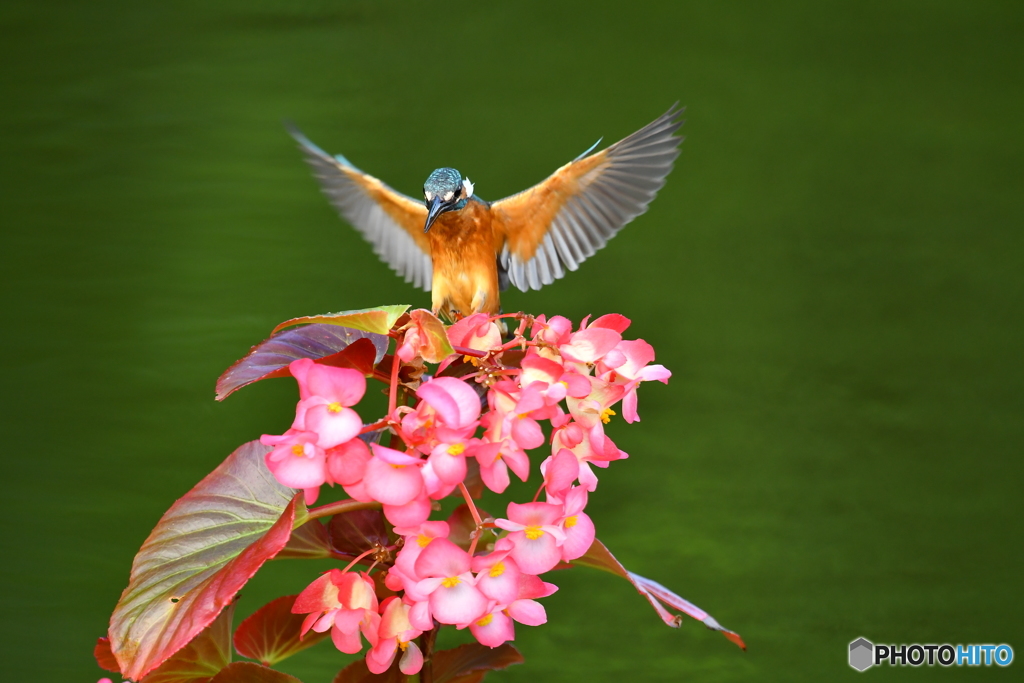 ベゴニアとカワセミ