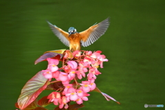 ベゴニアとカワセミ