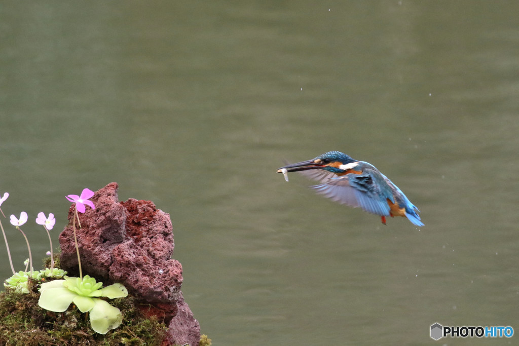 虫取りスミレとカワセミ