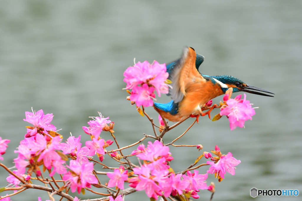 吉野ツツジとカワセミ