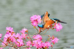 吉野ツツジとカワセミ