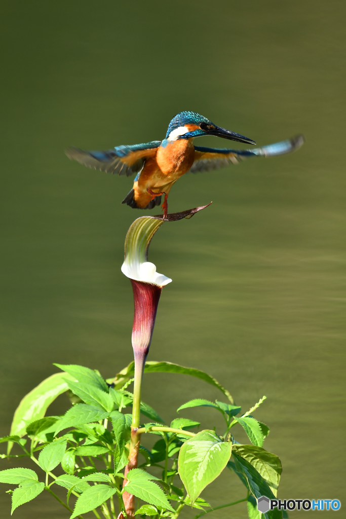 雪持草とカワセミ