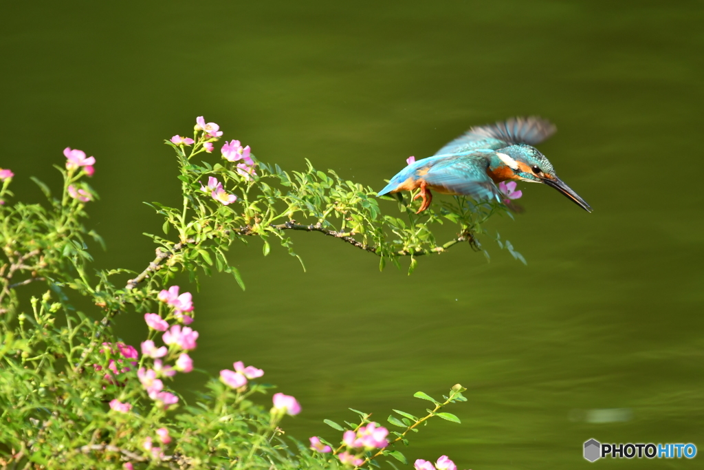 野バラとカワセミ