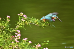 野バラとカワセミ