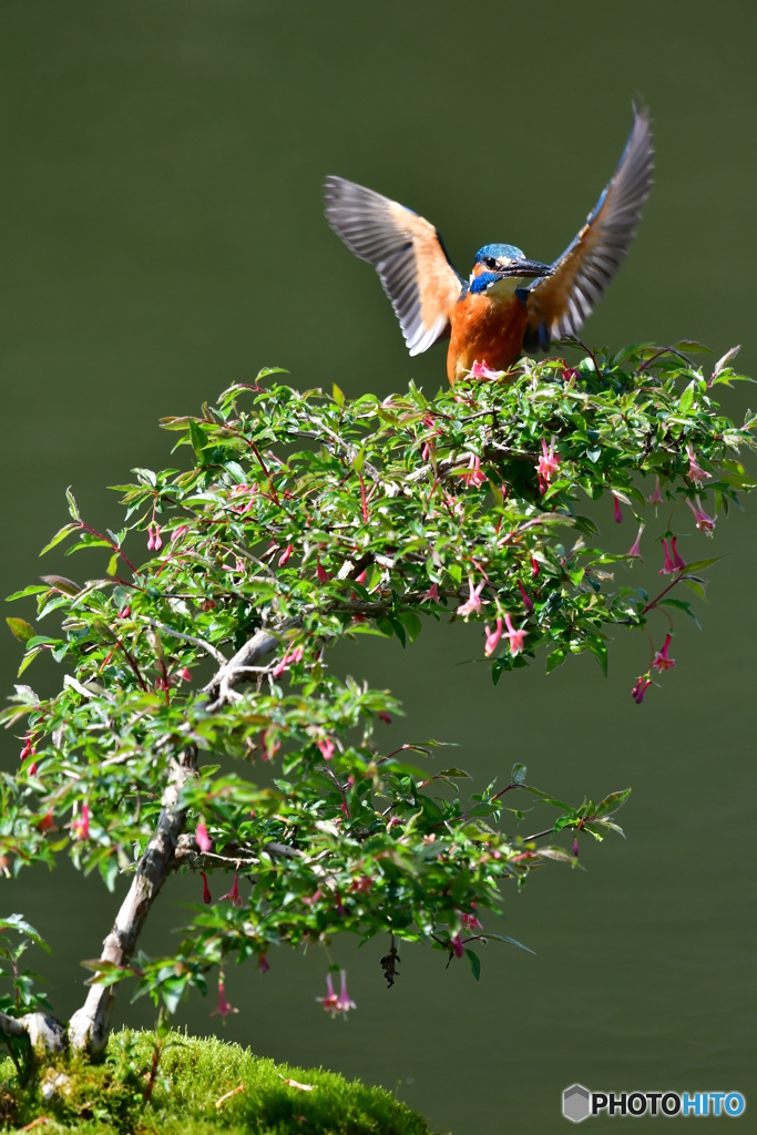 ウグイスカグラとカワセミ