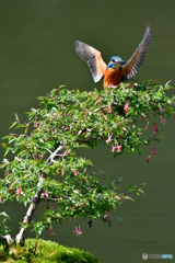 ウグイスカグラとカワセミ