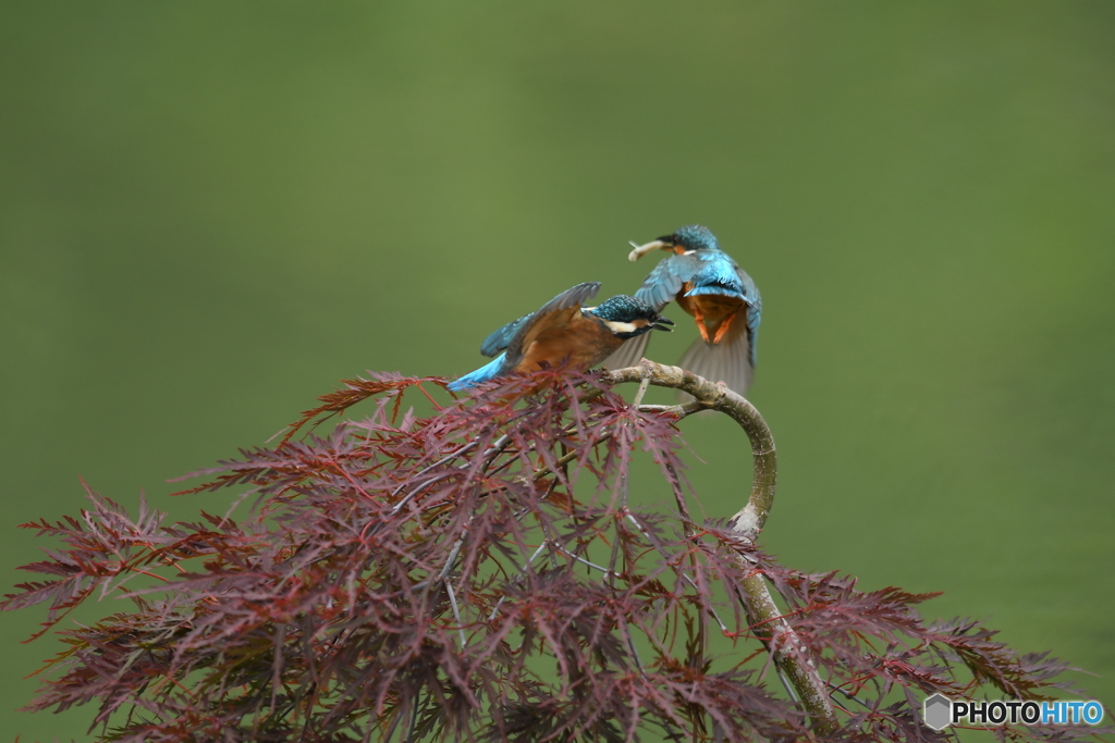 枝垂れ紅葉とカワセミ親子
