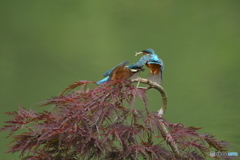 枝垂れ紅葉とカワセミ親子