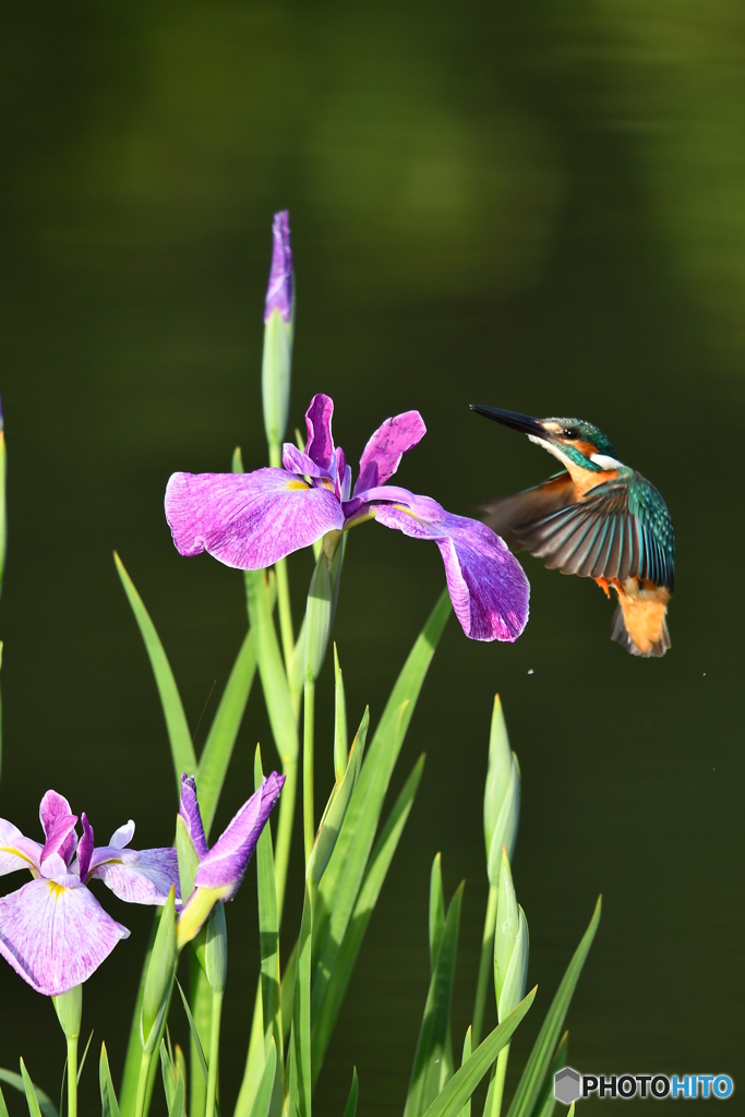 花ショウブとカワセミ