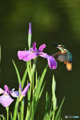 花ショウブとカワセミ