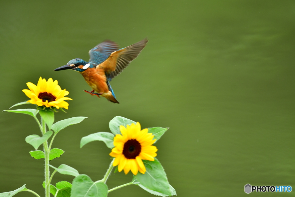 ヒマワリとカワセミ