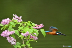 紅ウツギとカワセミ