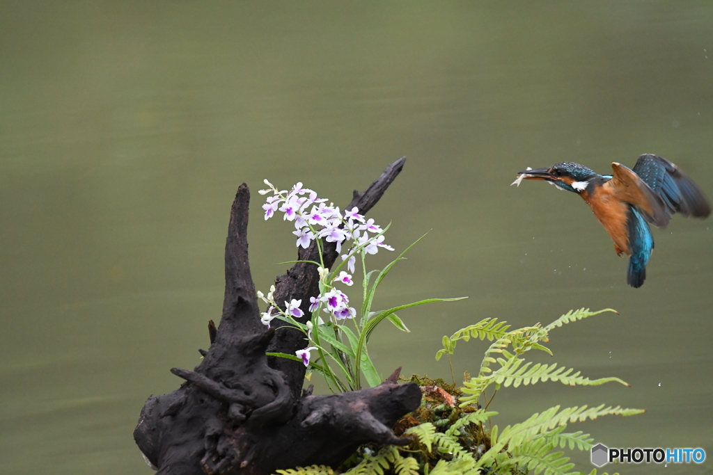 ウチョウランとカワセミ