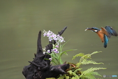 ウチョウランとカワセミ